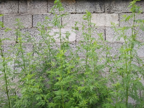 黃蒿
