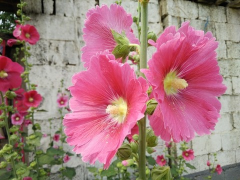 蜀葵 花