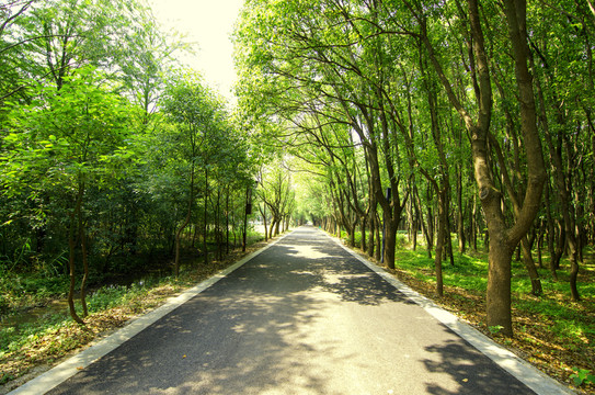 林蔭道