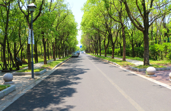 林蔭道