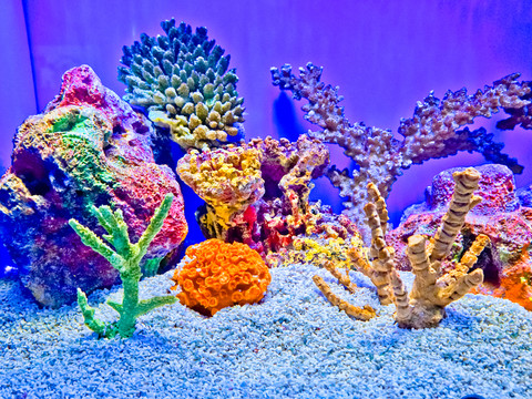 珊瑚 小丑魚 魚缸背景