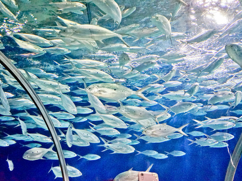 海底世界 魚群