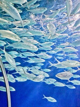 動(dòng)物 海海底世界 海洋館 魚(yú)群