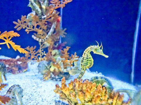 海馬 海洋館