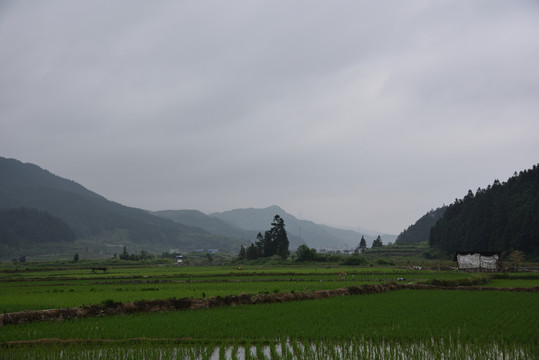 大山田野