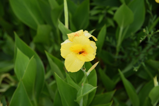 路邊的花