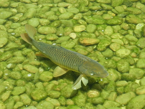 鯉魚