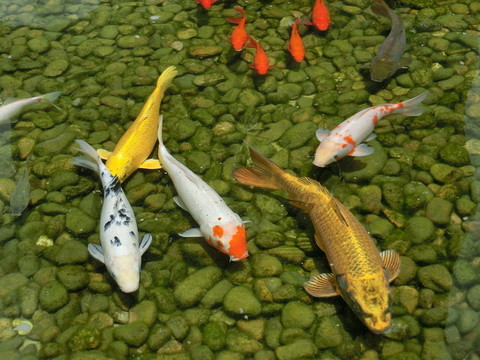 錦鯉