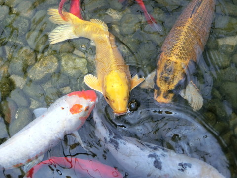 錦鯉 金魚