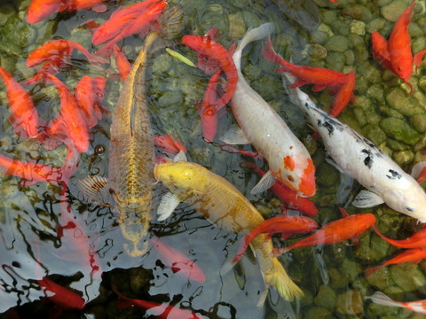 錦鯉 金魚