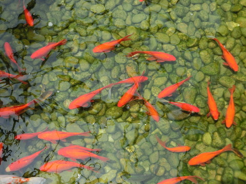 金魚