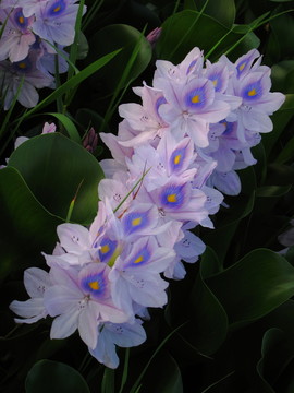 水葫蘆花