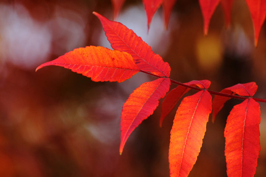 火炬樹 秋天紅葉