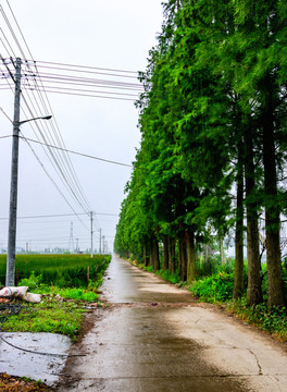 一排綠樹 農村道路