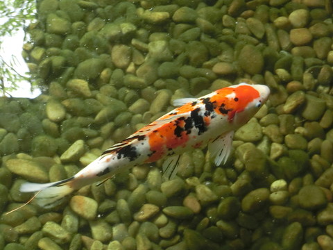 錦鯉