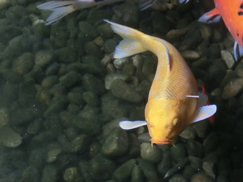 錦鯉
