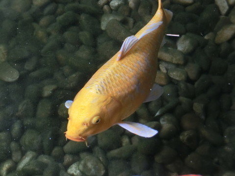錦鯉