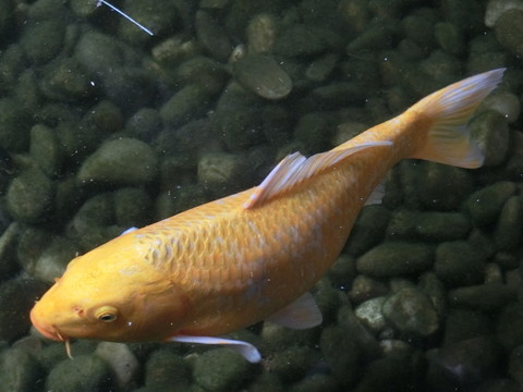 錦鯉