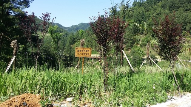 綠化