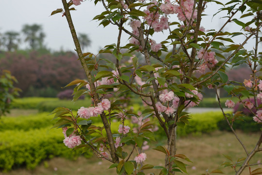 櫻花