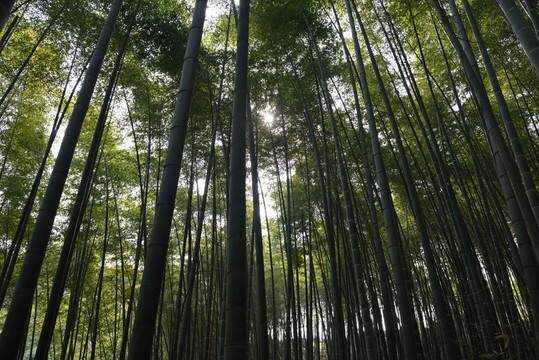 竹園