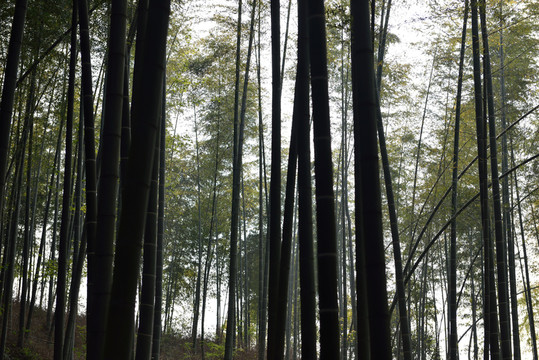 竹園