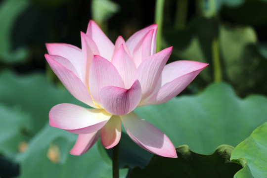 花蕾 荷花