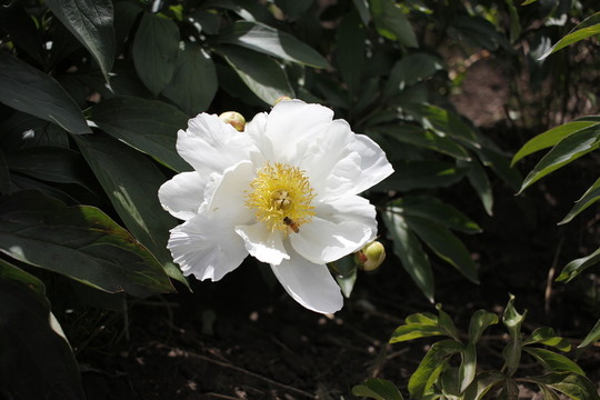 大芍藥 芍藥花 藥材 白芍藥