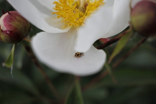 大芍藥 芍藥花 藥材 白芍藥