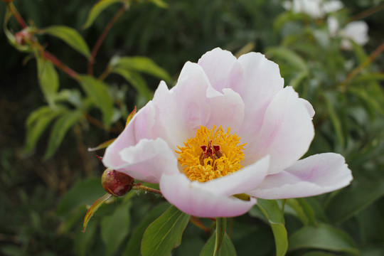 大芍藥 芍藥花 藥材 白芍藥