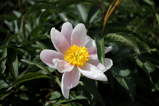 大芍藥 芍藥花 藥材 白芍藥