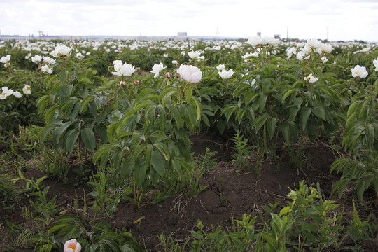 大芍藥 芍藥花 藥材 白芍藥