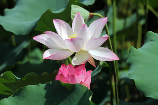 荷花 蓮花