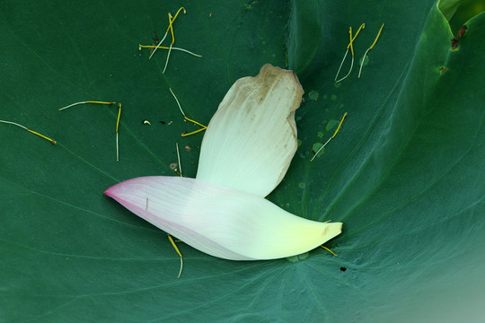 花瓣漂亮