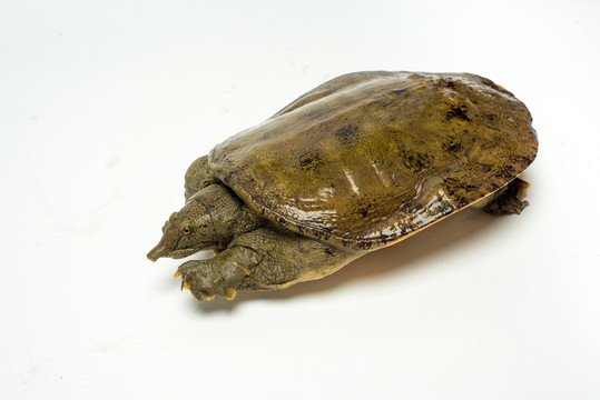 甲魚