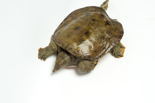 甲魚(yú)