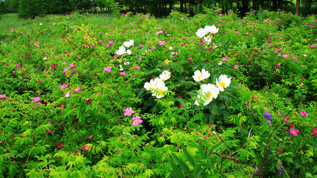夏季野花樹叢