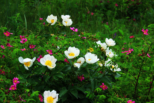野生芍藥花