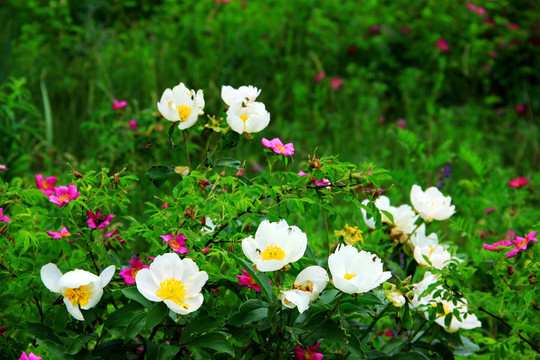 野生芍藥花