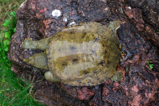 甲魚