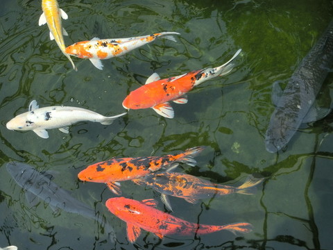 錦鯉