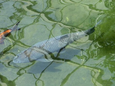 草魚