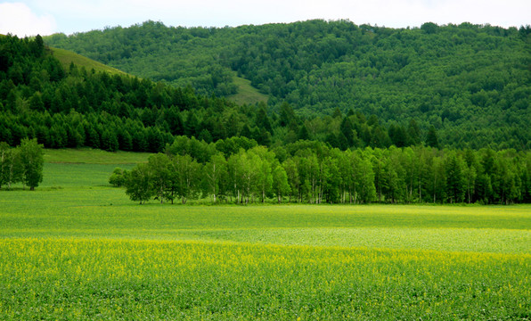 田野森林油菜花