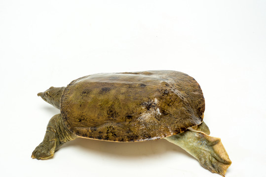 甲魚