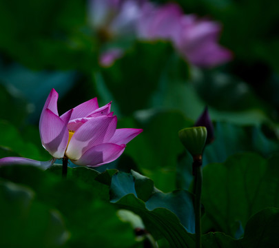 荷花 花卉