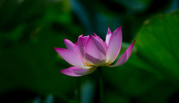 荷花 花卉