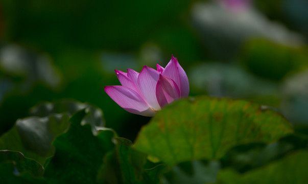 荷花 花卉
