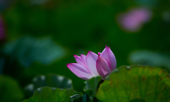 荷花 花卉