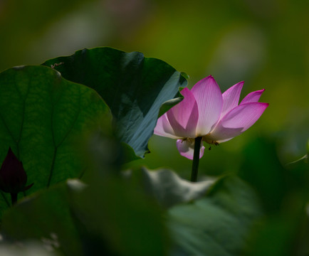 荷花