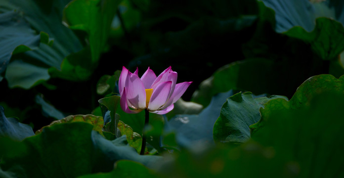 蓮花 荷花